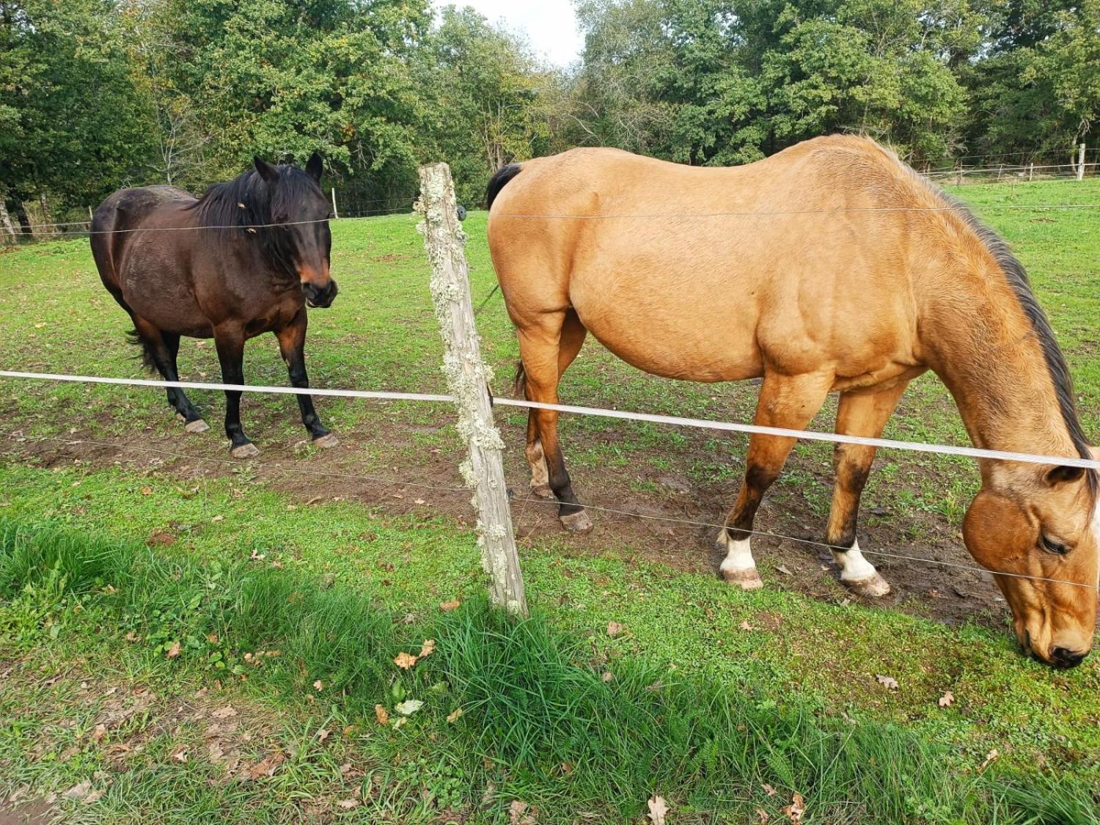Cap Nature - T3 Et T4 En Perigord Vert - Ideal Pros Et Groupes Max 18P Champniers-et-Reilhac Exterior photo